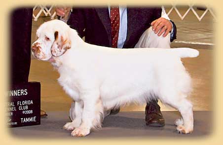 Clumber Spaniel CH Wunders Foxy Lady at Pinecliff