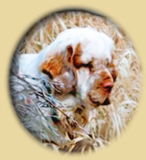 Clumber Spaniel: Harry in the field